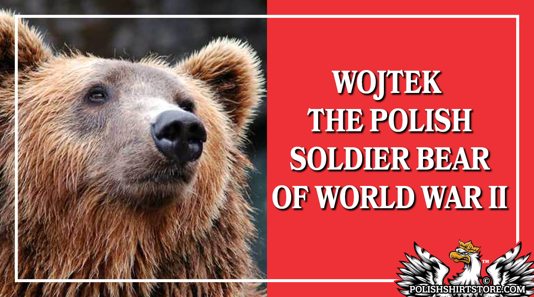 story of wojtek the bear