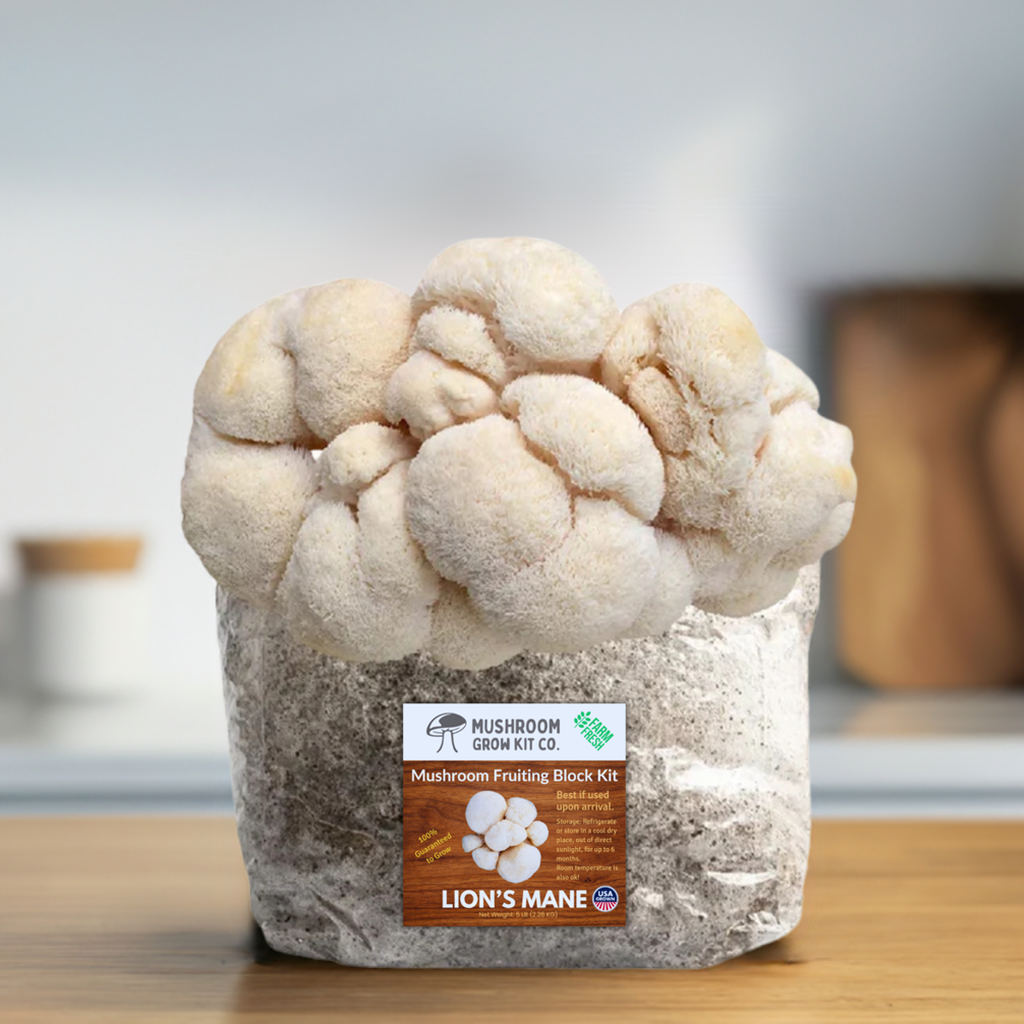 Premium Lion&#39;s Mane Mushroom Fruiting Block Grow Kit - 5 LBS