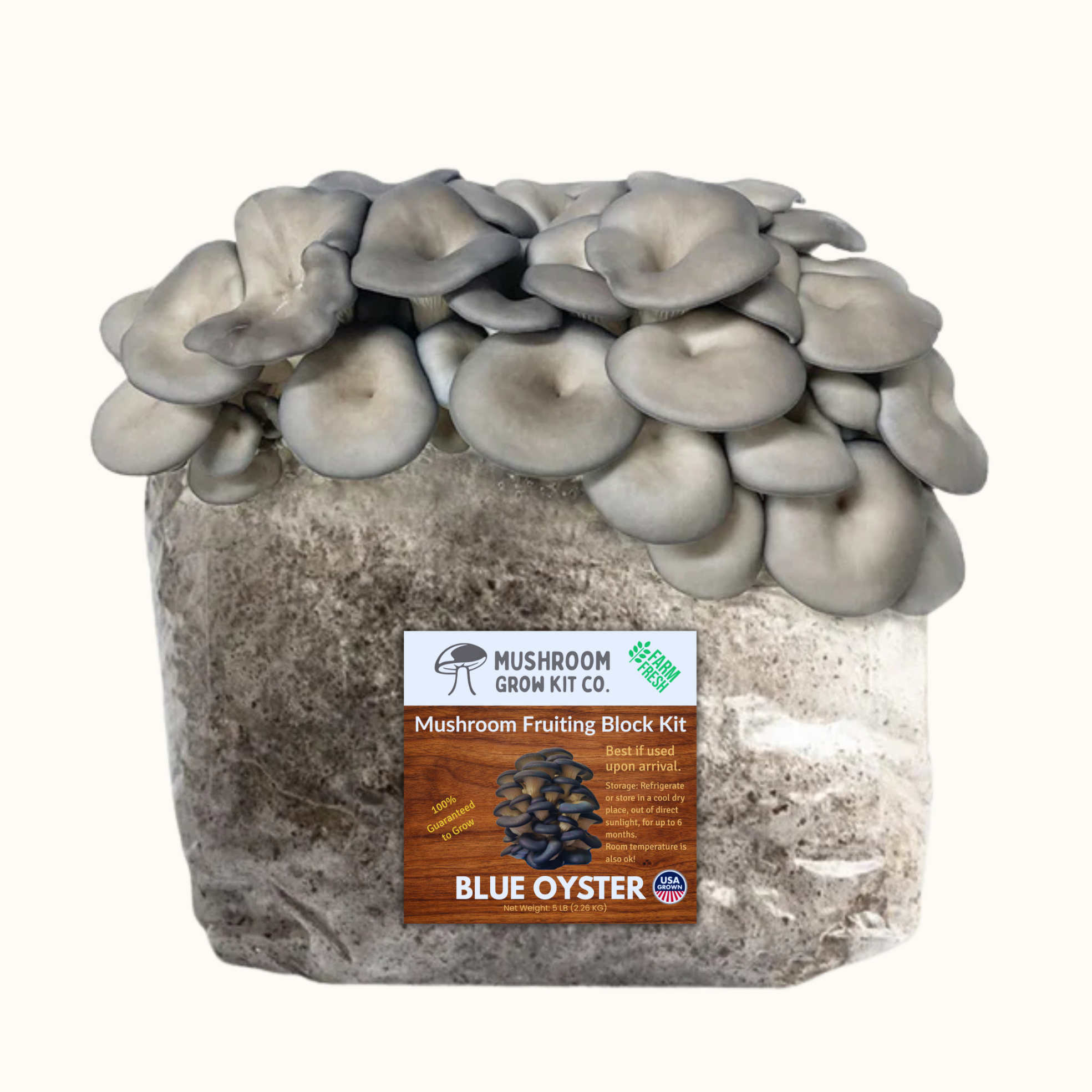 A block of substrate with clusters of blue oyster mushrooms growing from it, demonstrating an easy indoor mushroom growing experience. The label reads "Premium Blue Oyster Mushroom Fruiting Block Grow Kit - 5 LBS.