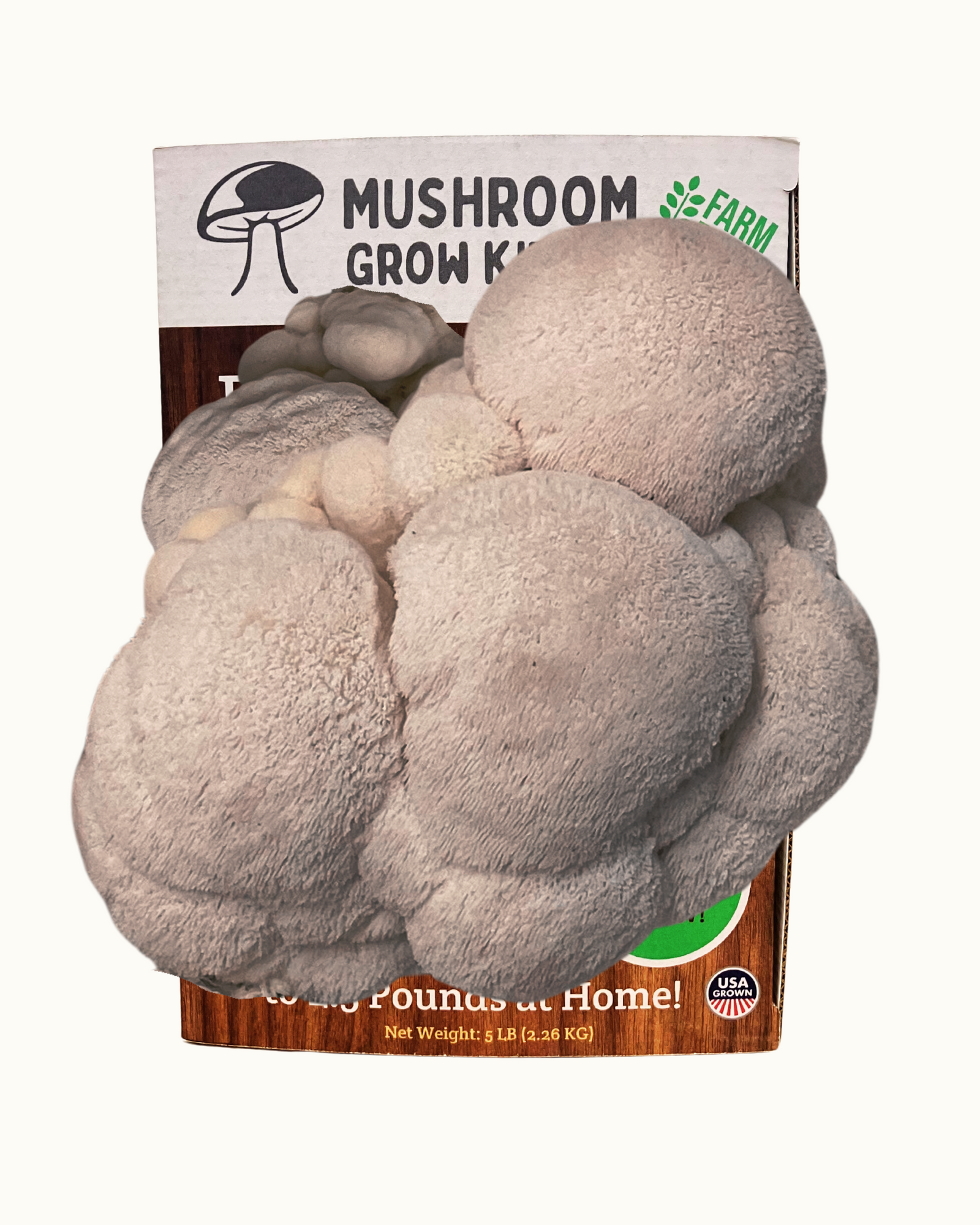 A cluster of fluffy white lion’s mane mushrooms grows from the Premium Lion's Mane Mushroom Growing Kit - 5 LBS, with partial text and a USA label on the box—ideal for beginners wanting to grow mushrooms at home.