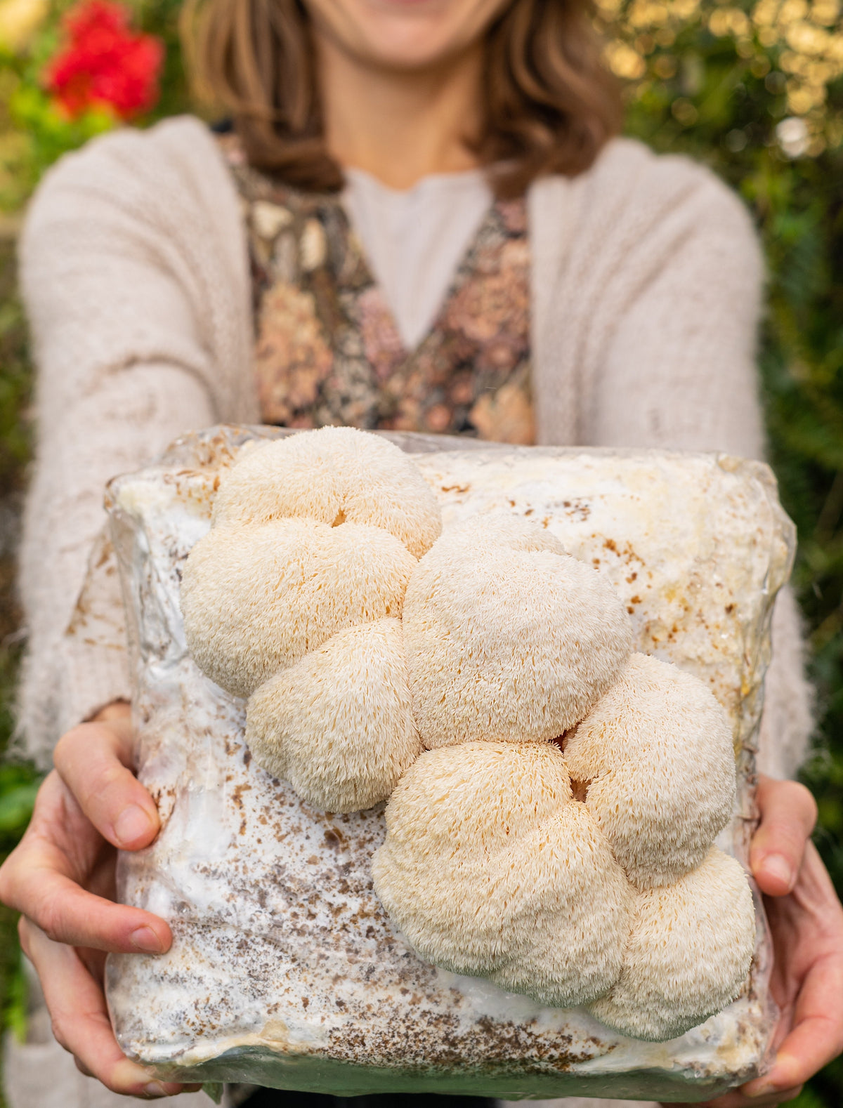 Premium Lion&#39;s Mane Mushroom Fruiting Block Grow Kit - 5 LBS